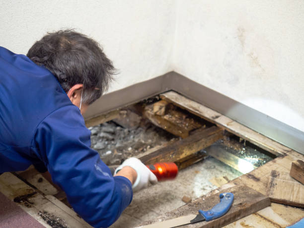 Best Mold Prevention Services  in Wilsonville, OR